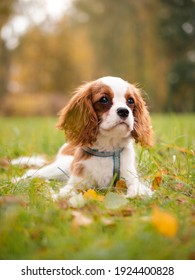 Cavalier King Charles Puppy In Autumn Park