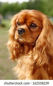 Cavalier King Charles Spaniel 