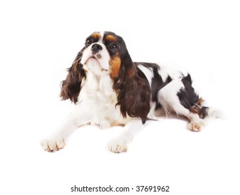 Chevalier king charles spaniel Images, Stock Photos & Vectors 