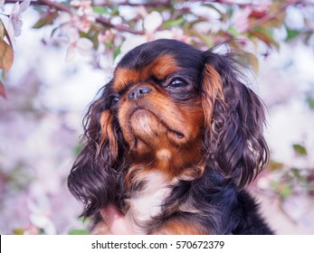 Cavalier King Charles Spaniel