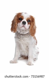 Cavalier King Charles Spaniel