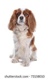 Cavalier King Charles Spaniel