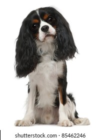 Cavalier King Charles Spaniel, 3 years old, sitting in front of white background