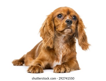 Cavalier King Charles Spaniel (8 months old) in front of a white background