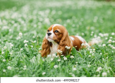 Cavalier King Charles spaniel. Attractive dog of small breed. Excellent friendly pet and companion. 