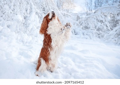 Cavalier King Charles Spaniel  Begging On Hind Legs At The Snowy Park