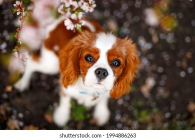 犬 りんご の写真素材 画像 写真 Shutterstock 犬 りんご の写真素材 画像 写真 Shutterstock