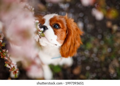 犬 りんご の写真素材 画像 写真 Shutterstock