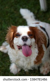 cavalier king charles spaniel, breed dog.