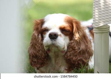 cavalier king charles spaniel, breed dog.
