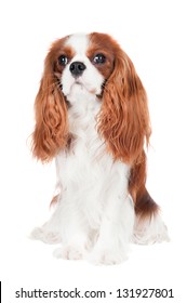 Cavalier King Charles Spaniel Dog