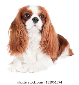 Cavalier King Charles Spaniel Dog Portrait