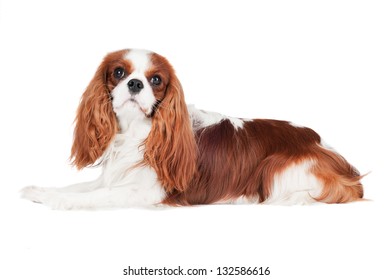 Cavalier King Charles Spaniel Dog Lying Down