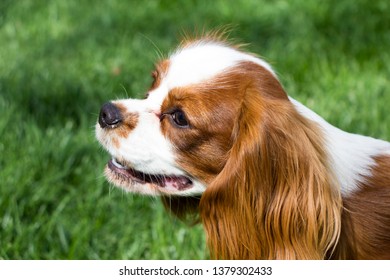 cavalier king charles spaniel Dog on green grass