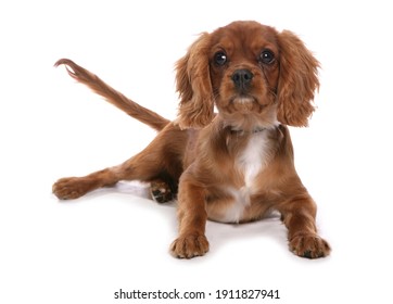 Cavalier King Charles Spaniel Dog
Laying
Studio