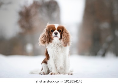 Cavalier King Charles Spaniel dog portrait in winter