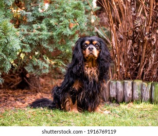 The Cavalier King Charles Spaniel Dog