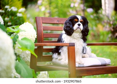 cavalier king charles spaniel dog relaxing outdoor in summer garden, sitting on wooden chair