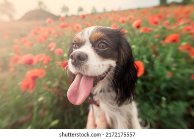 Cavalier King Charles Spaniel dog among red poppies in spring