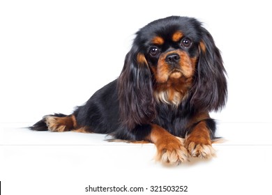 Cavalier King Charles Spaniel Dog Lie Attentively