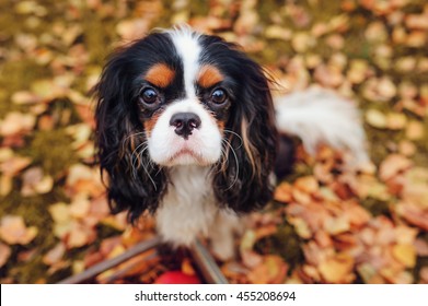 cavalier king charles spaniel dog relaxing outdoor on autumn walk