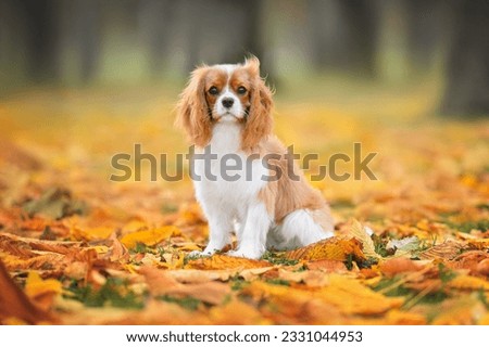cavalier king charles spaniel dog sitting outdoors in autumn