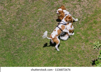 Cavalier King Charles Spaniel Friends Playing Stock Photo 1136872676 ...