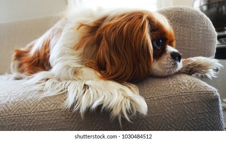 Cavalier King Charles Spaniel lounging on light gray sofa looking to the right.