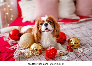 3,855 Christmas spaniel Images, Stock Photos & Vectors | Shutterstock