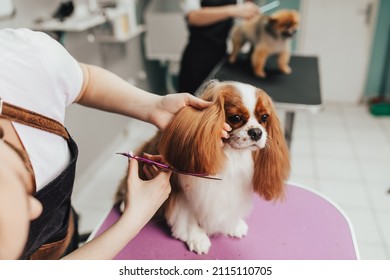 Cavalier King Charles Spaniel and Pomeranian dog at grooming salon. Animal care concept.