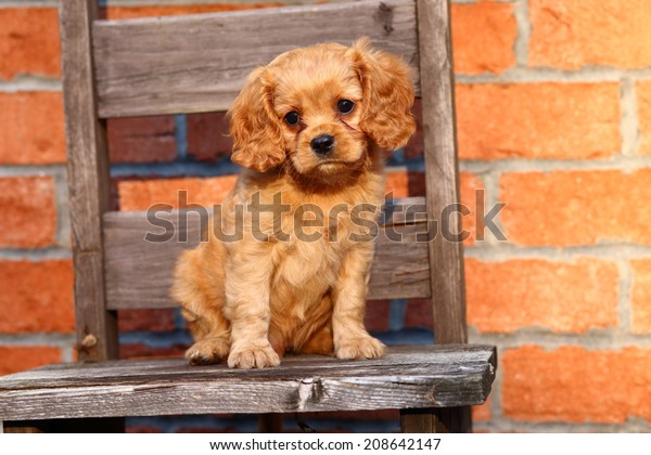 poodle and king charles spaniel cross