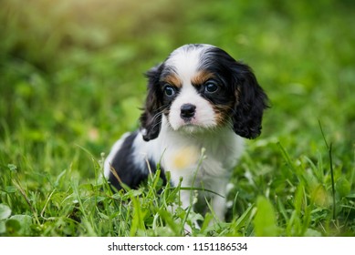 The Cavalier King Charles Spaniel puppies playing in the garden
