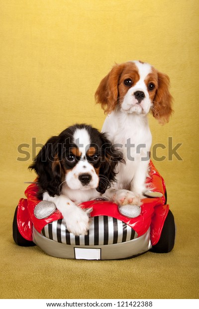 Cavalier King Charles Spaniel puppies sitting in soft\
toy car