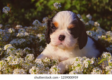 Cavalier King Charles Spaniel puppy sitting colorful flowerbed 