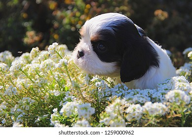 Cavalier King Charles Spaniel puppy sitting colorful flowerbed 