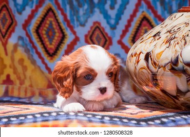 Cavalier King Charles Spaniel Puppy (MR)