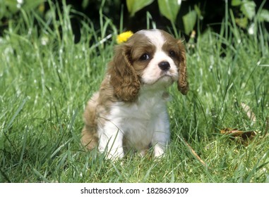 Cavalier King Charles Spaniel Puppy sitting in high grass with flower behind head.