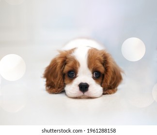  Cavalier King Charles Spaniel Puppy                    