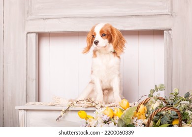 Cavalier King Charles Spaniel Puppy Dog Inside