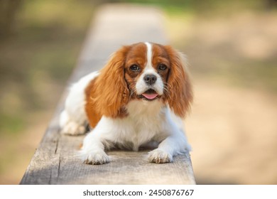 Cavalier King Charles Spaniel puppy - Powered by Shutterstock