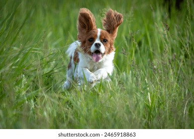 Cavalier King Charles Spaniel puppy running in the grass - Powered by Shutterstock