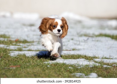 Cavalier King Charles Spaniel Puppy Running Outdoors