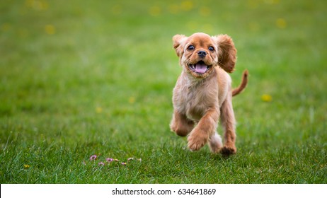 Cavalier King Charles Spaniel Puppy