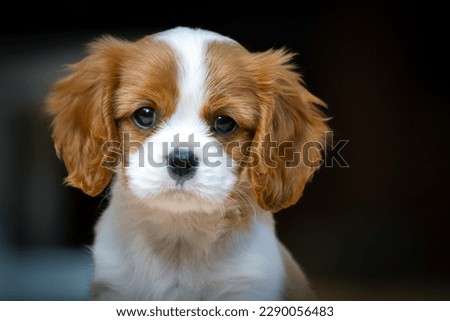 Cavalier King Charles Spaniel Puppy Portrait