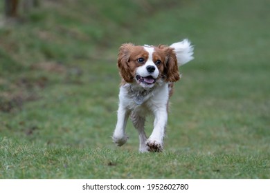 Cavalier King Charles Spaniel Running