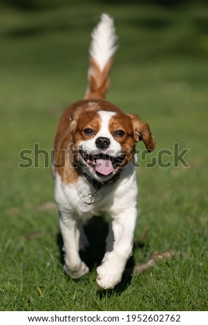 Similar – Happy Dog on Green Grass