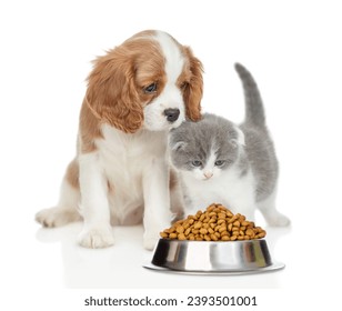 Cavalier King Charles Spaniel sits with tiny kitten look at bowl of dry pets food. isolated on white background - Powered by Shutterstock