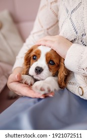 Cavalier King Charles spaniel sitting in the arms of the hostess - Shutterstock ID 1921072511