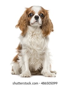 free king charles cavalier