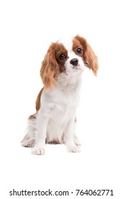 Cavalier King Charles Spaniel Is Sitting In Studio On White Background - Isolate With Shadow.